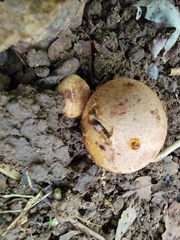 Fungi