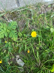 Scorzoneroides autumnalis