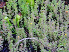 Hypericum anagalloides