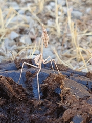 Empusa pennata