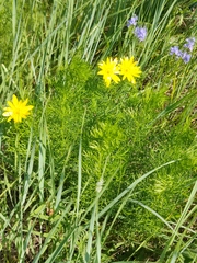 Adonis vernalis