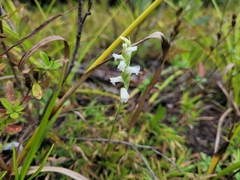 Spiranthes incurva