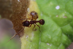 Myrmica