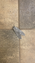 Sphinx chersis