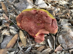 Butyriboletus