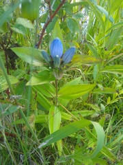 Gentiana andrewsii