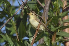 Hippolais icterina