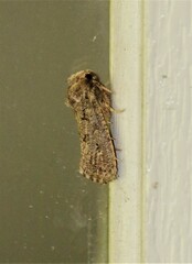 Acrolophus arcanella