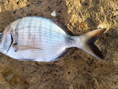 Diplodus