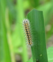 Lymantriinae