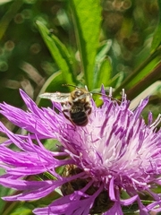 Apinae
