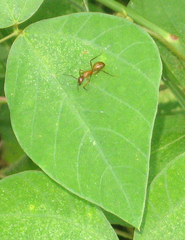 Camponotus castaneus