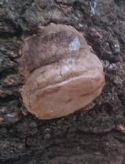 Phellinus
