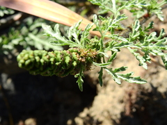 Ambrosia chamissonis