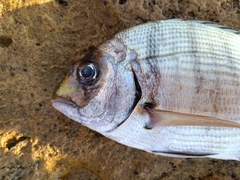 Diplodus