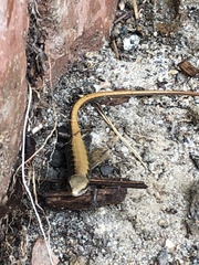 Elgaria multicarinata webbii