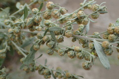 Artemisia absinthium