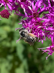 Melissodes denticulatus