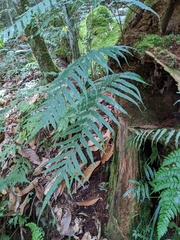 Polypodiastrum mengtzeense