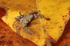 Hyllus diardi