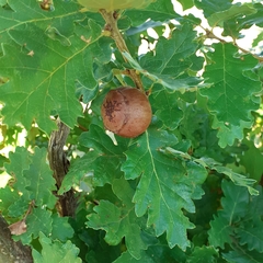 Andricus quercustozae