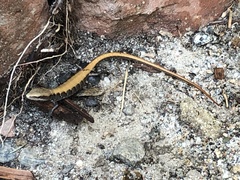 Elgaria multicarinata webbii