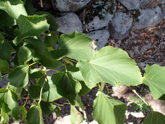Tilia americana