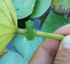 Hyla sarda