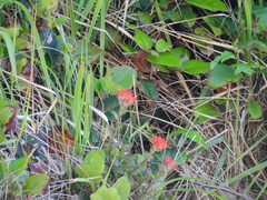 Castilleja litoralis