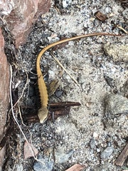 Elgaria multicarinata webbii