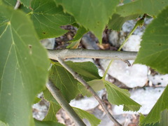 Tilia americana
