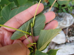 Tilia americana