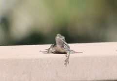 Sceloporus occidentalis longipes