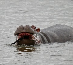 Hippopotamus amphibius