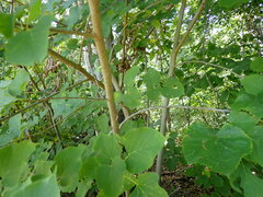 Tilia americana