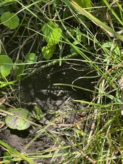 Equus caballus