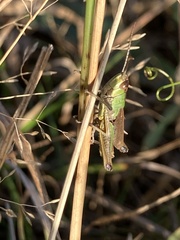 Pseudochorthippus parallelus