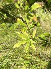 Potentilla recta