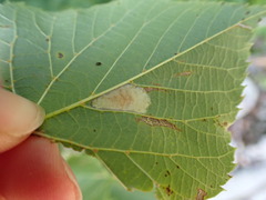 Phyllonorycter lucetiella