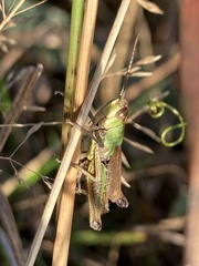 Pseudochorthippus parallelus
