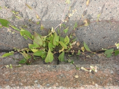 Fallopia convolvulus
