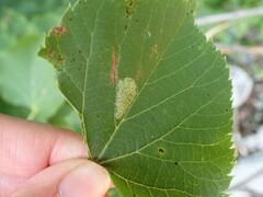 Phyllonorycter lucetiella