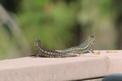 Sceloporus occidentalis longipes