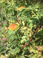 Rosa canina