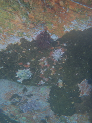 Scutellastra longicosta