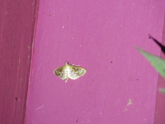 Herpetogramma thestealis