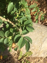 Rosa canina