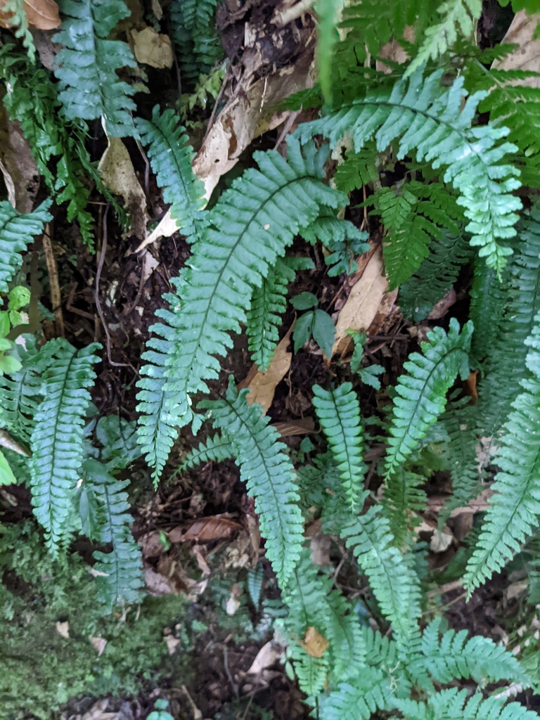 Hymenasplenium filipes; photograph Kiwi Shen, CC BY, iNaturalist via GBIF