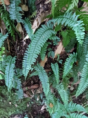 Hymenasplenium adiantifrons