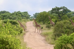 Giraffa camelopardalis giraffa